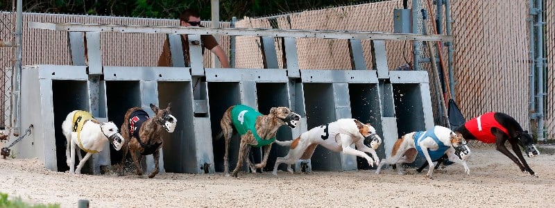 Greyhound racing Greyhound racing