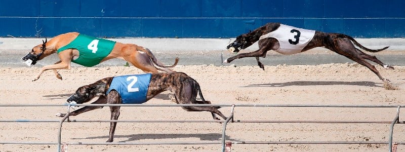 Greyhound racing Greyhound racing