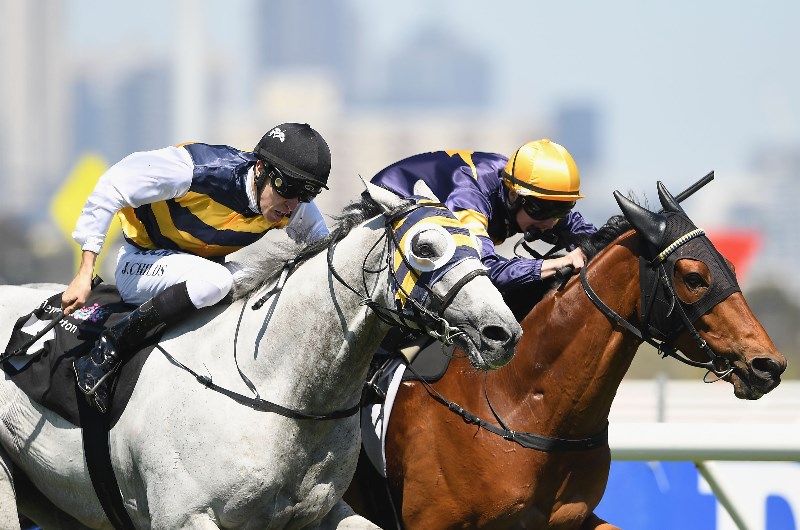 Grey Lion Flemington