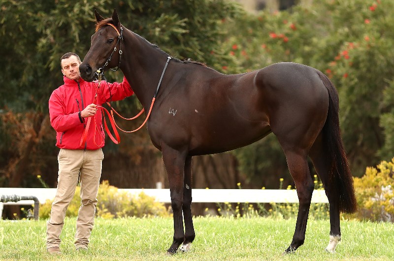 Mystic Journey can stamp her Plate credentials