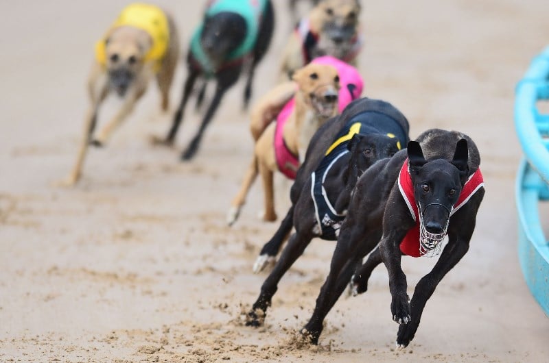 Watch Live Greyhound Racing With Sportsbet