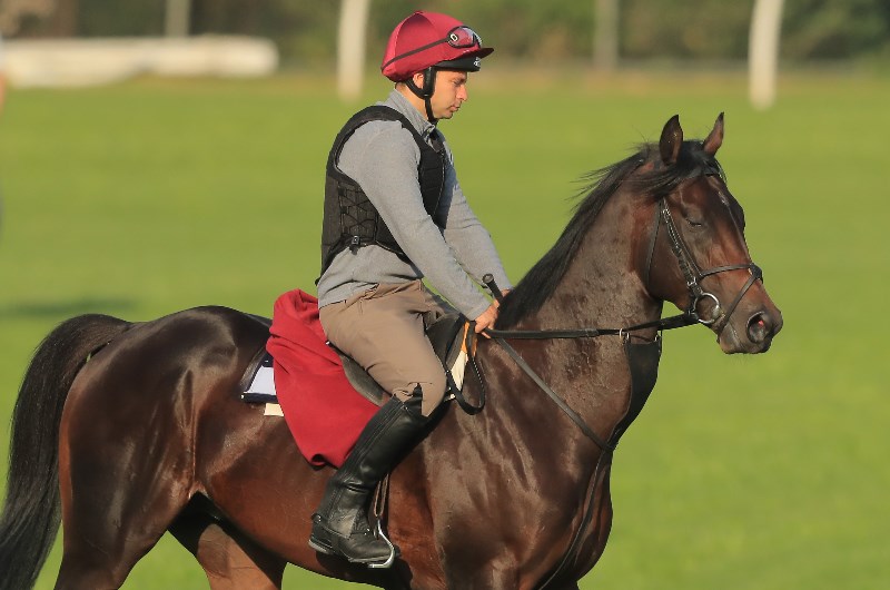 Golden Eagle News Ten Sovereigns Scratched By Obrien