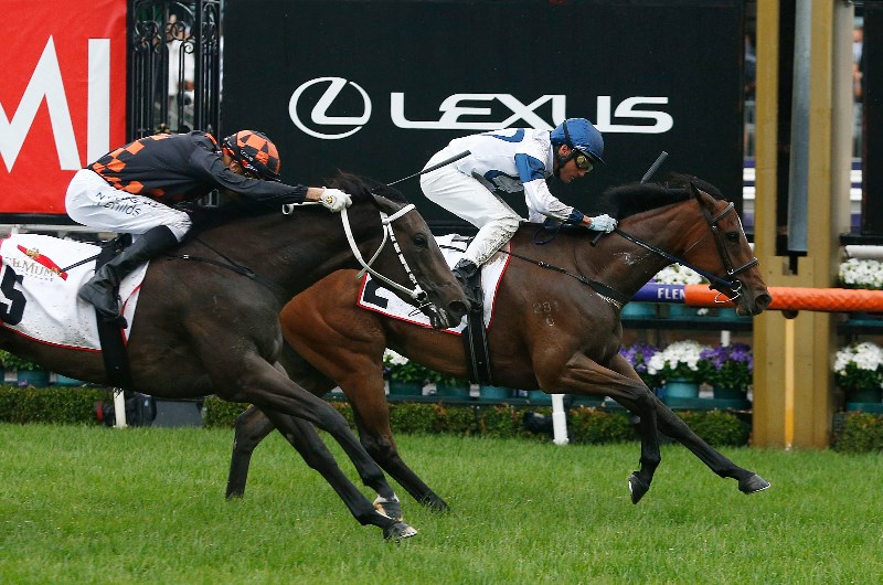 Oaks next for Cup-winning trainer Danny O'Brien