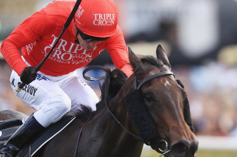 Festival is a Coolmore preview for Moss Trip