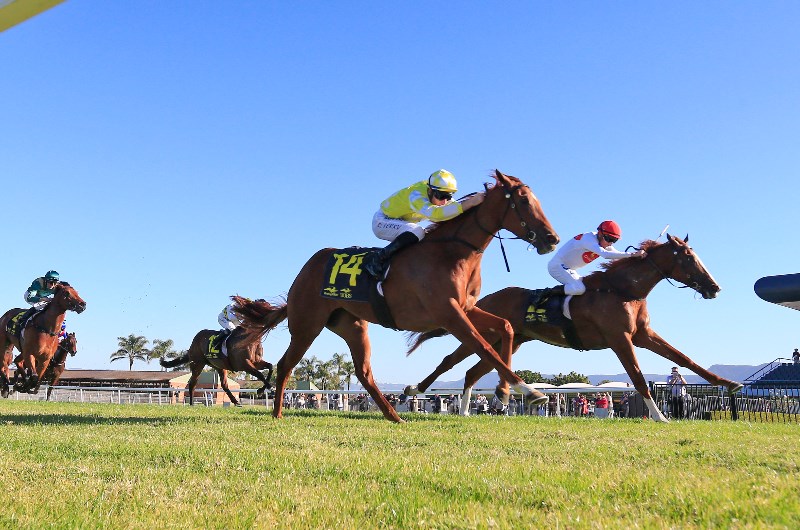 Gosford Racing Tips for 16.01.2020