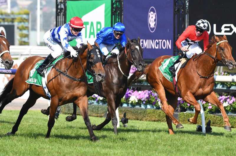 harlem australian cup