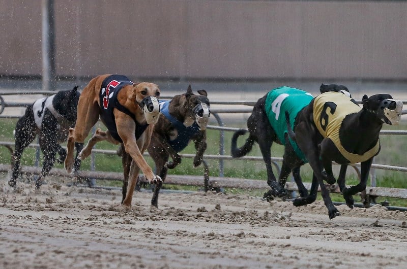 Greyhound racing