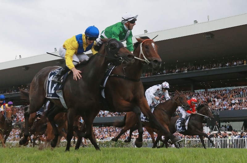 Golden Slipper Tips & Preview