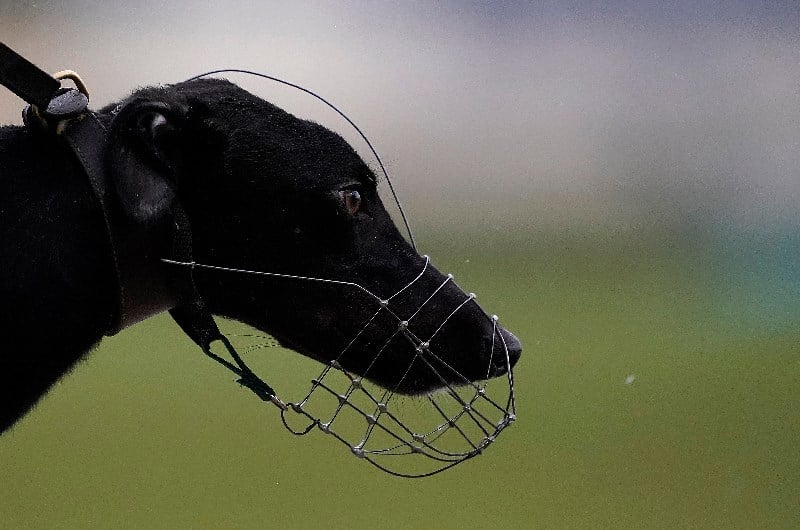 Greyhound racing