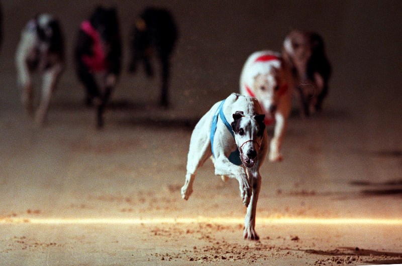 Sapphire Crown Greyhound Tips - Greyhound Tips & Selections