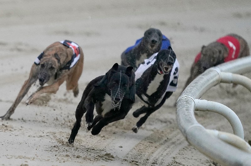 Harrison Dawson Greyhound Tips - Greyhound Racing Tips & Selections