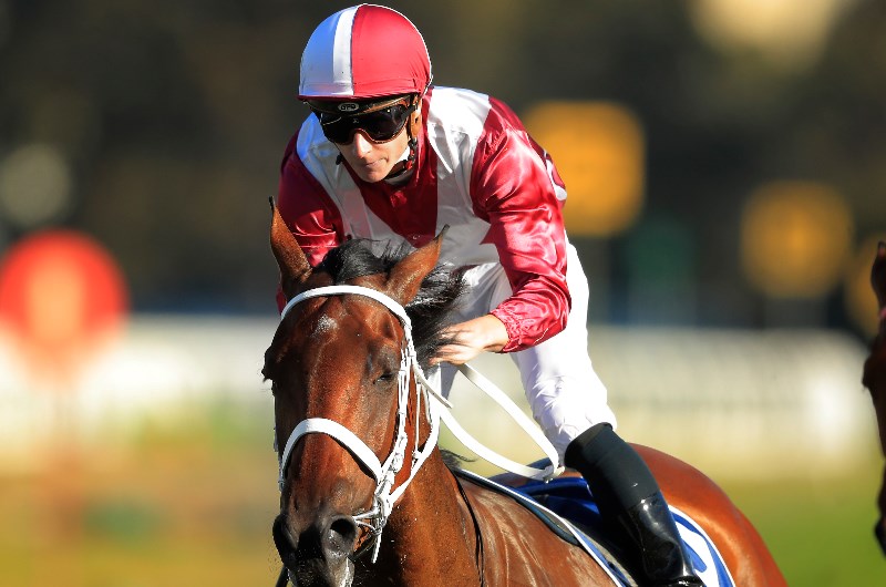 arcadia queen & regal power cox plate - news