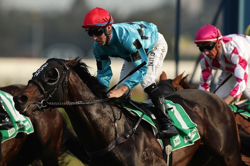 9+ Vs Goodride Stallion KevanDhanial