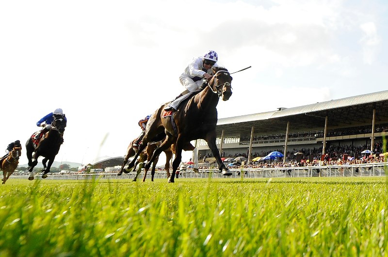 trading leather irish derby