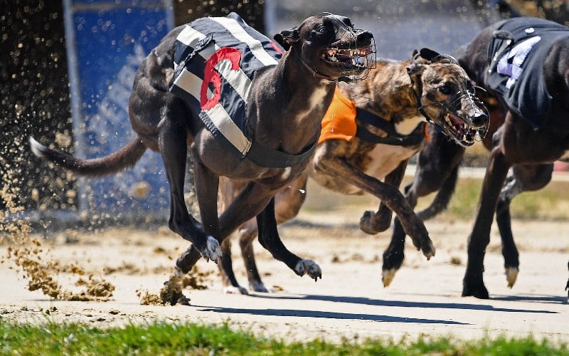 Greyhound Racing Betting Tips, Odds and Previews