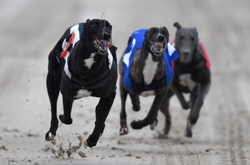 dog race betting in salem oregon