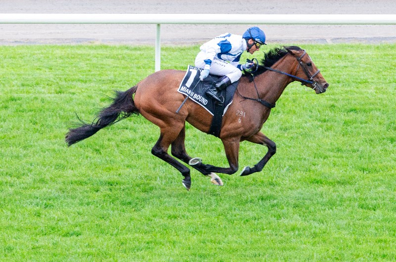 VRC Oaks Tips