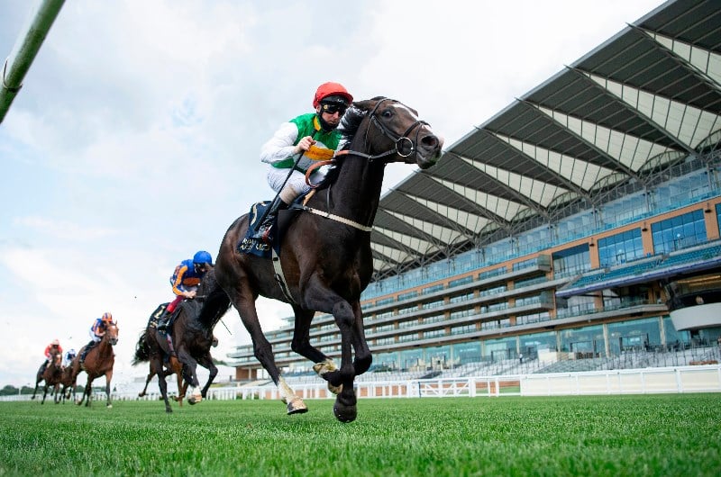 pyledriver ascot