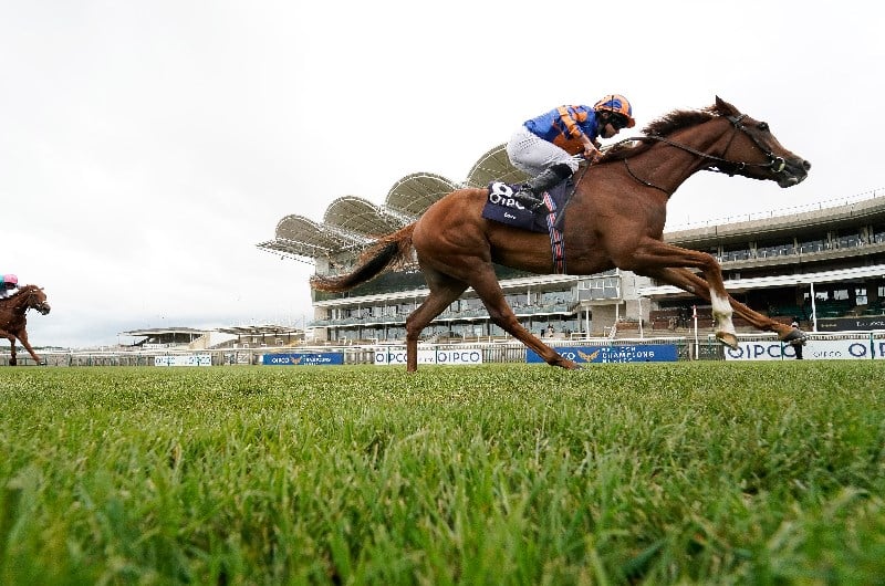 newmarket 1000