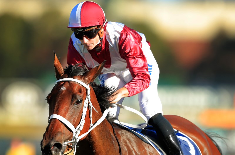 Cox Plate Betting Odds