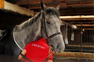 SYDNEY, AUSTRALIA - OCTOBER 18: Racing manager Carmel Size is seen with Classique Legend at the Randwick stables of Les Bridge after winning The Everest on October 17. (Getty Images)