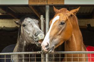 SYDNEY, AUSTRALIA - OCTOBER 18: Winning horse Classique Legend is seen with stablemate Wave at the Randwick stables of Les Bridge aafter winning The Everest on October 17. (Getty Images)