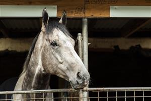 SYDNEY, AUSTRALIA - OCTOBER 18: Classique Legend is seen at the Randwick stables of Les Bridge after winning The Everest on October 17. (Getty Images)