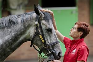 SYDNEY, AUSTRALIA - OCTOBER 18: Racing manager Carmel Size pats Classique Legend at the Randwick stables of Les Bridge after winning The Everest on October 17. (Getty Images)