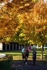 SUNBURY, ENGLAND - OCTOBER 20: A general view as a runner makes its way to the parade ring at Kempton Park Racecourse on October 20, 2020 in Sunbury, England. Owners are allowed to attend if they have a runner at the meeting otherwise racing remains behind closed doors to the public due to the Coronavirus pandemic. (Photo by Alan Crowhurst/Getty Images)