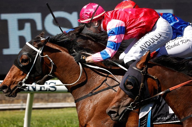brenton avdulla megabet