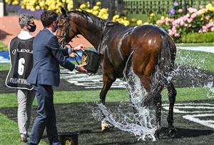 MELBOURNE, AUSTRALIA - NOVEMBER 03: Travelling foreman Mark Power washes down Twilight Payment after winning in Race 7, the Lexus Melbourne Cup during Melbourne Cup Day at Flemington Racecourse on November 03, 2020 in Melbourne, Australia. (Photo by Vince Caligiuri/Getty Images for the VRC)