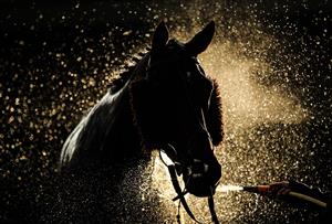 WARWICK, ENGLAND - NOVEMBER 06: A horse is sprayed down at Warwick Racecourse on November 6, 2020 in Warwick, England. (Photo by David Davies - Pool / Getty Images)
