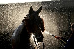 WARWICK, ENGLAND - NOVEMBER 06: A horse is sprayed down after competing in a race at Warwick Racecourse on November 6, 2020 in Warwick, England. (Photo by David Davies - Pool / Getty Images)