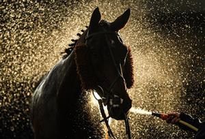 WARWICK, ENGLAND - NOVEMBER 06: A horse is sprayed down at Warwick Racecourse on November 6, 2020 in Warwick, England. (Photo by David Davies - Pool / Getty Images)