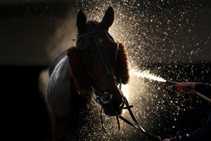 WARWICK, ENGLAND - NOVEMBER 06: A horse is sprayed down after competing in a race at Warwick Racecourse on November 6, 2020 in Warwick, England. (Photo by David Davies - Pool / Getty Images)