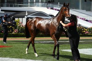MELBOURNE, AUSTRALIA - NOVEMBER 07: #6 True Self after winning race 5, the Queen Elizabeth Stakes during 2020 Seppelt Wines Stakes Day at Flemington Racecourse on November 07, 2020 in Melbourne, Australia. (Photo by Robert Cianflone/Getty Images for the VRC)