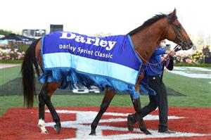 MELBOURNE, AUSTRALIA - NOVEMBER 07: #3 Bivouac is seen after winning race 6, the Darley Sprint Classic during 2020 Seppelt Wines Stakes Day at Flemington Racecourse on November 07, 2020 in Melbourne, Australia. (Photo by Robert Cianflone/Getty Images for the VRC)