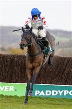 CHELTENHAM, ENGLAND - NOVEMBER 13: Harry Skelton riding Protektorat clear the last to win The SSS Super Alloys Supports Racing Welfare Novices' Chase at Cheltenham Racecourse on November 13, 2020 in Cheltenham, England. Owners are allowed to attend if they have a runner at the meeting otherwise racing remains behind closed doors to the public due to the Coronavirus pandemic. (Photo by Alan Crowhurst/Getty Images)