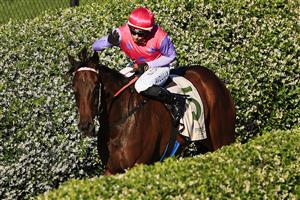 NEWCASTLE, AUSTRALIA - NOVEMBER 14: Brenton Avdulla returns to scale after winning race 8 the Bass Floor F&M Benchmark 78 Handicap during Racing at Newcastle Racecourse on November 14, 2020 in Newcastle, Australia. (Photo by Mark Evans/Getty Images)