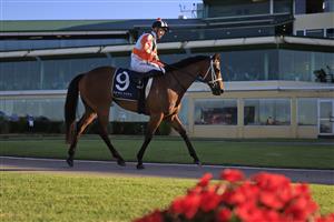 NEWCASTLE, AUSTRALIA - NOVEMBER 14: James McDonald on Through The Cracks returns to scale after winning race 9 the Hunter Valley Premium Meats T-Bone Steaks Benchmark 88 Handicap during Racing at Newcastle Racecourse on November 14, 2020 in Newcastle, Australia. (Photo by Mark Evans/Getty Images)