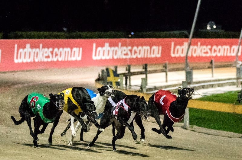 Greyhound Racing Betting Tips, Fixtures & Bookmaker Odds