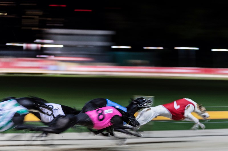 Dapto Megastar Odds