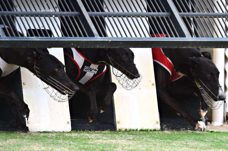 Dapto Megastar Tips