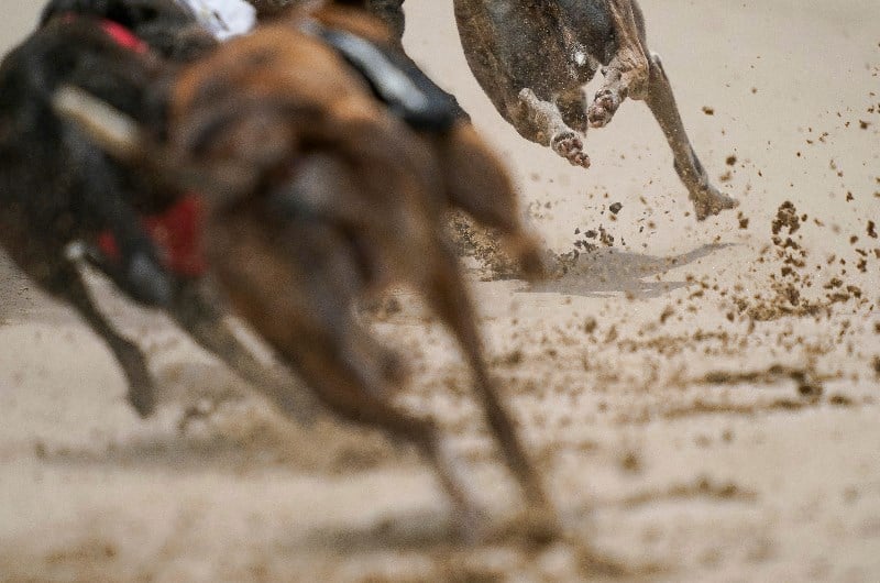 Greyhound