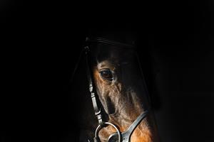 TAUNTON, ENGLAND - DECEMBER 10: A general view as the sunlight lights up a horses head in the saddling boxes at Taunton Racecourse on December 10, 2020 in Taunton, England. Owners and a limited number of the public are allowed to attend the meeting due to the Coronavirus pandemic. (Photo by Alan Crowhurst/Getty Images)