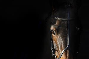 TAUNTON, ENGLAND - DECEMBER 10: A general view as the sunlight lights up a horses head in the saddling boxes at Taunton Racecourse on December 10, 2020 in Taunton, England. Owners and a limited number of the public are allowed to attend the meeting due to the Coronavirus pandemic. (Photo by Alan Crowhurst/Getty Images)