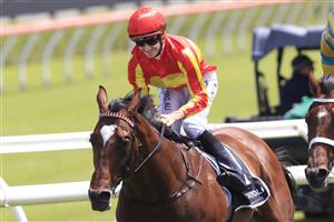 SYDNEY, AUSTRALIA - DECEMBER 12: Jason Collett on Significance wins race 4 the De Bortoli Wines Christmas Cup during Sydney Racing at Royal Randwick Racecourse on December 12, 2020 in Sydney, Australia. (Photo by Mark Evans/Getty Images)