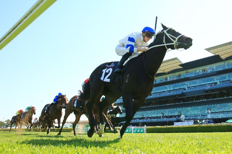 Magic Millions 2yo Classic Betting Odds