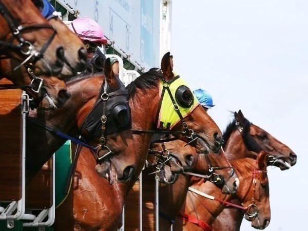 karrakatta plate day tips 2020