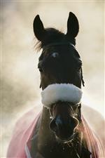 SUNBURY, ENGLAND - JANUARY 09: Steam rises from McFabulous after winning The Dornan Engineering Relkeel Hurdle at Kempton Park Racecourse on January 09, 2021 in Sunbury, England. Due to the Coronavirus pandemic, owners along with the paying public will not be allowed to attend the meeting. (Photo by Alan Crowhurst/Getty Images)